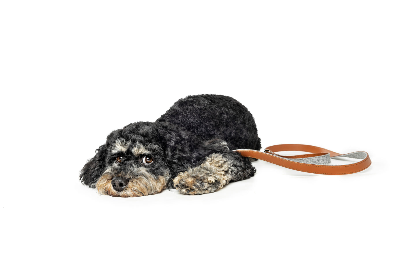 Milo Leash