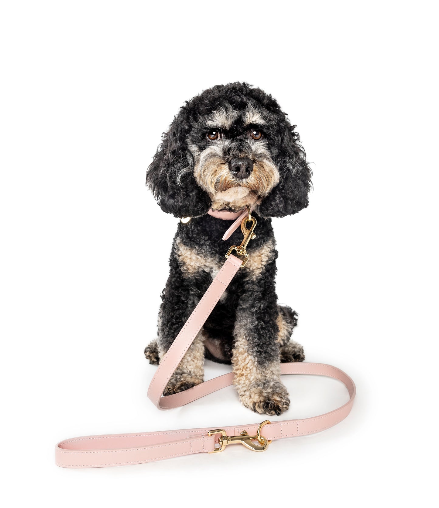 Frankie Leash