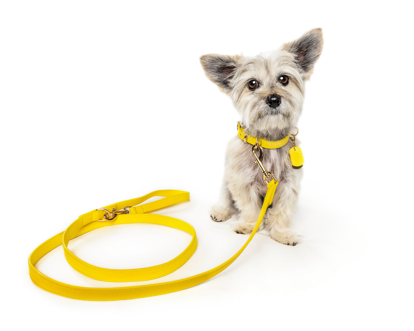 Frankie Leash