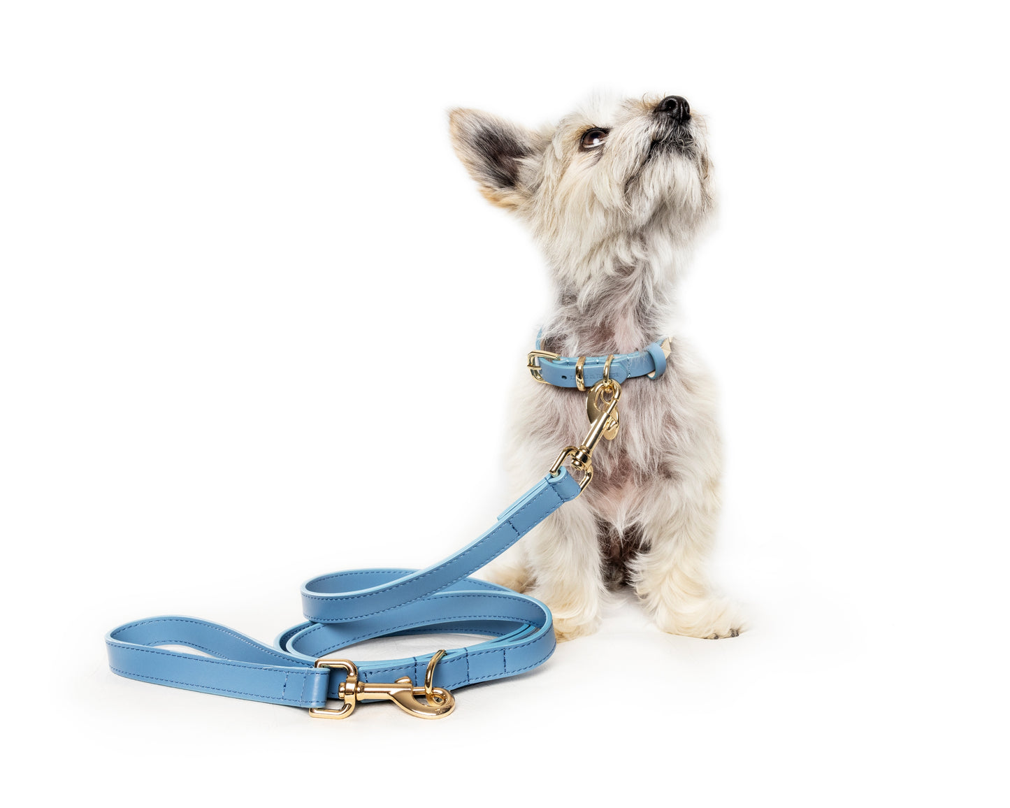 Frankie Leash