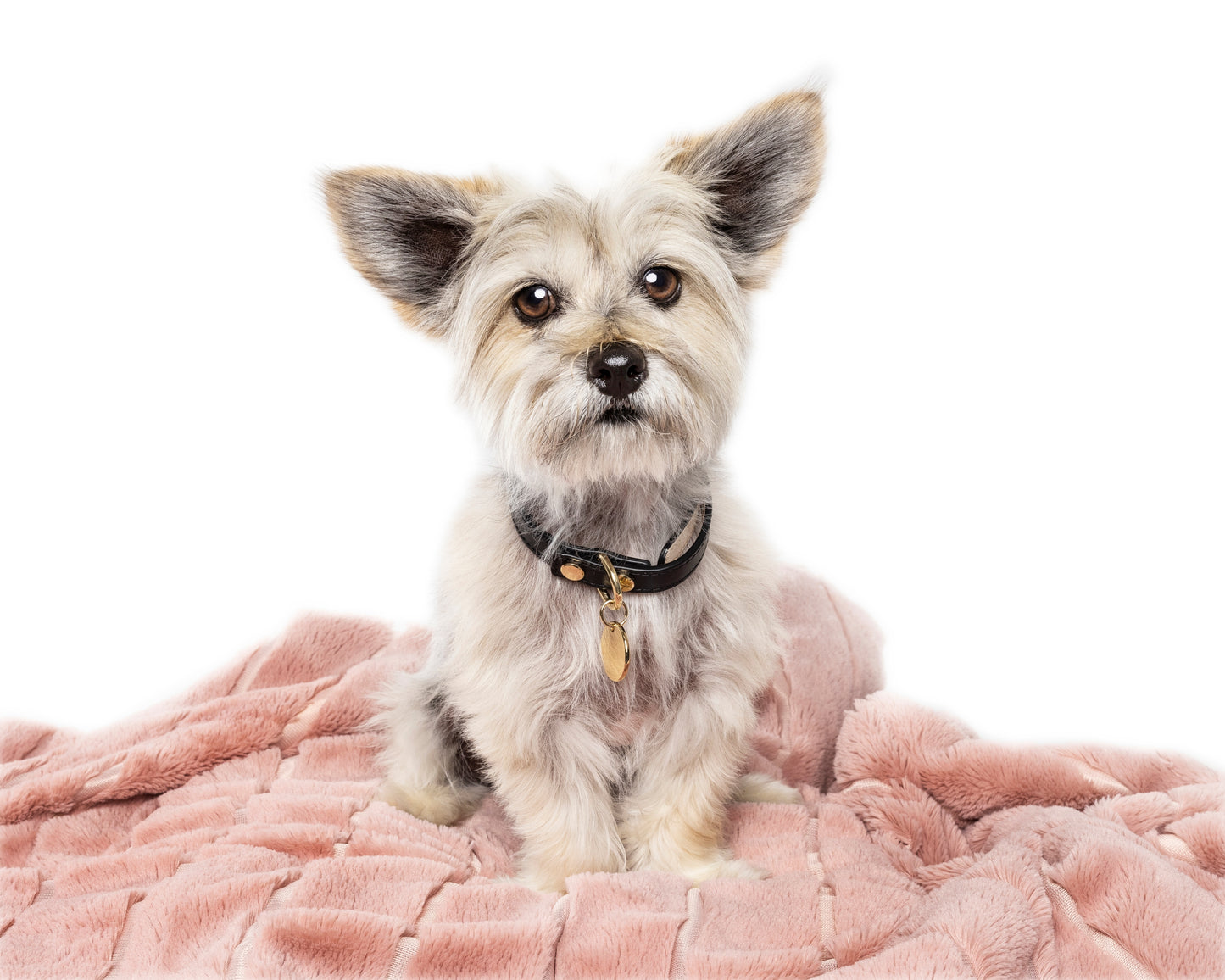 Bella Collar