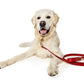 Frankie Leash