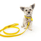 Frankie Leash