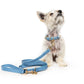 Max Collar