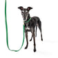 Frankie Leash