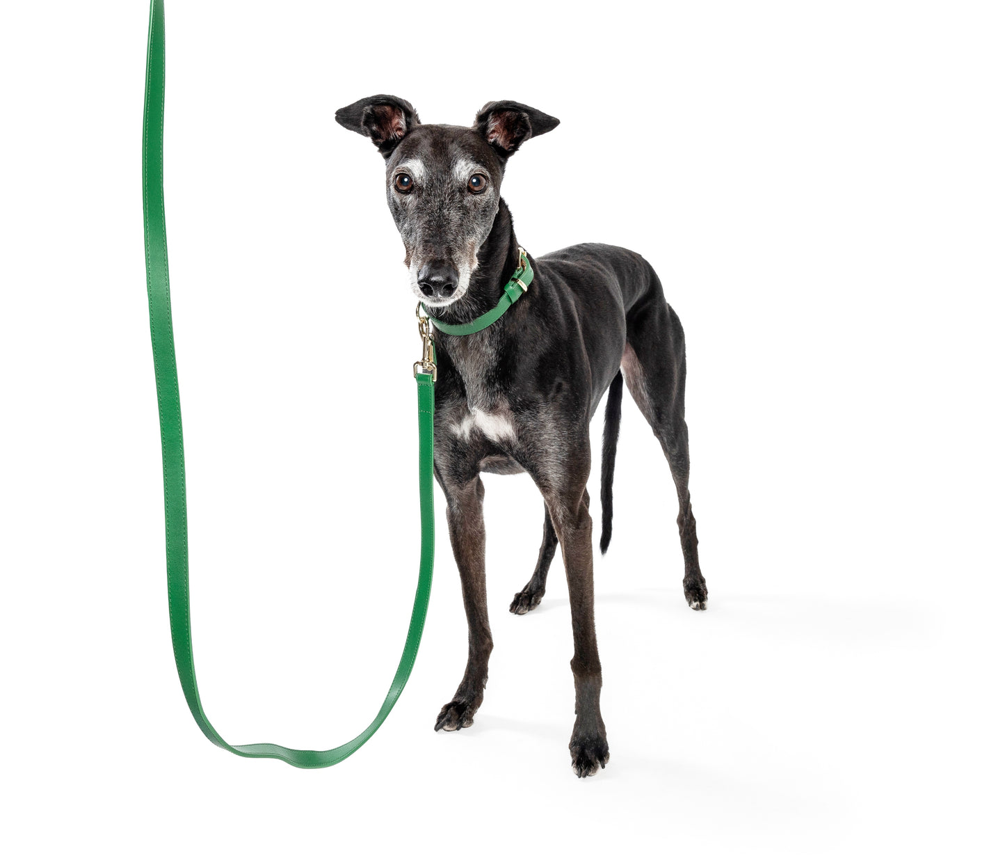 Frankie Collar