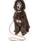 Frankie Leash