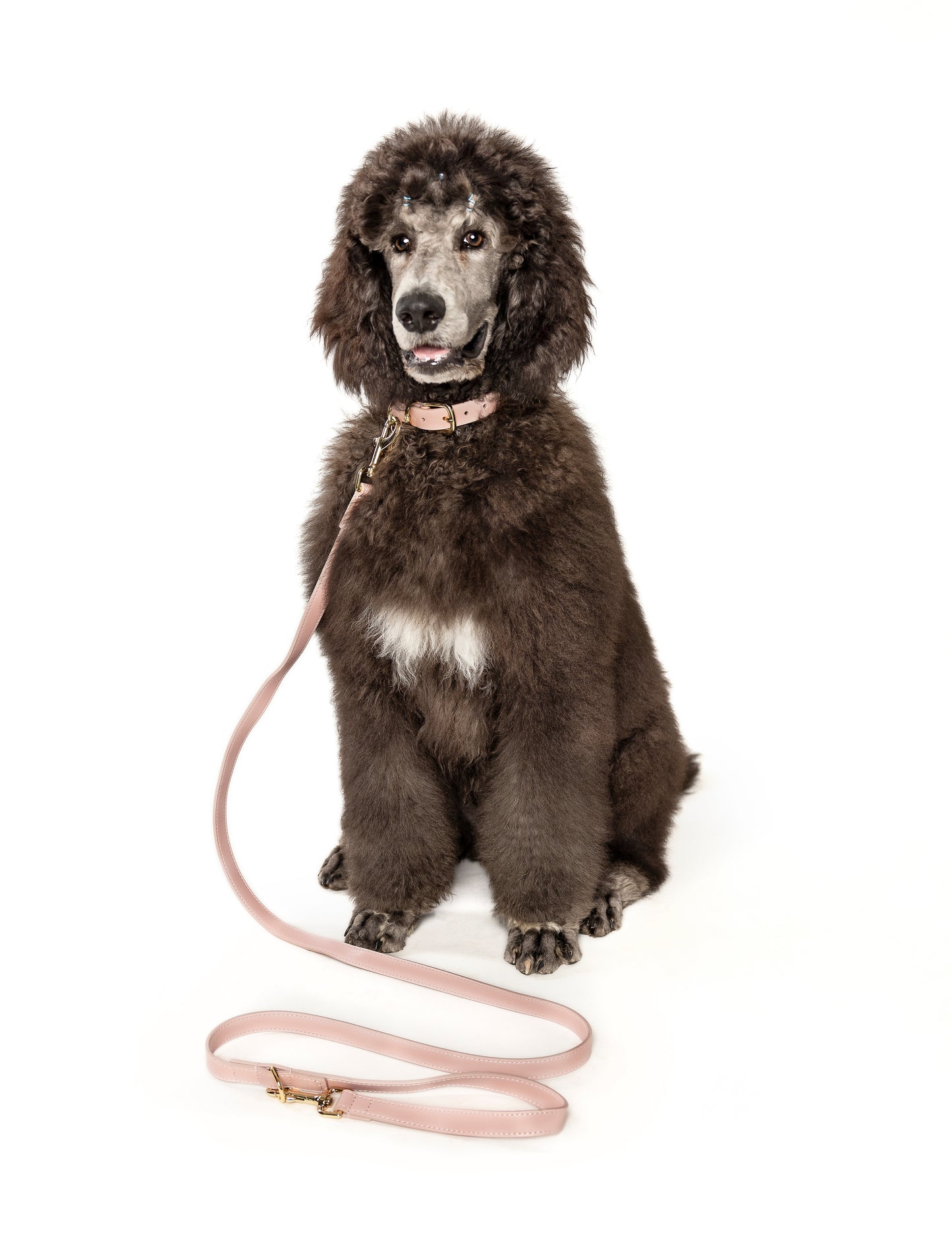 Max Collar