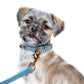 Max Collar