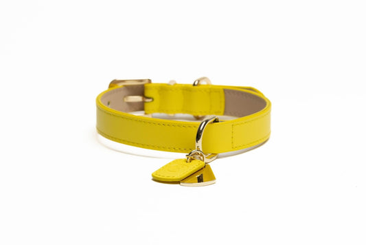 Frankie Collar